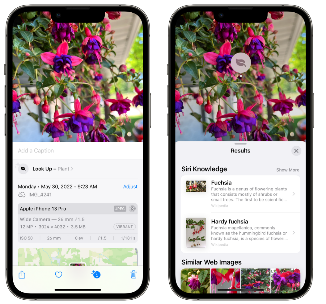 五原苹果手机维修分享小技巧：使用 iPhone 相机识别花卉植物 